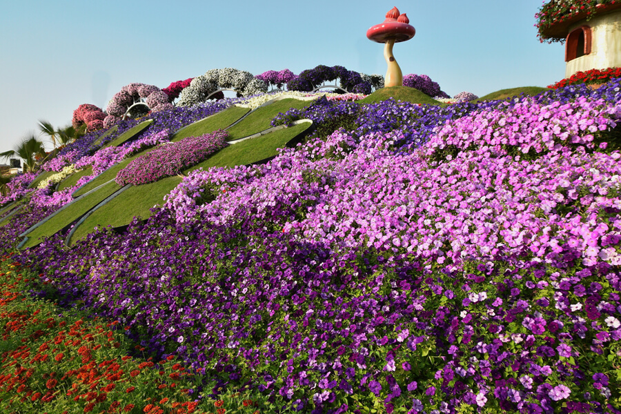 Dubai Miracle Garden